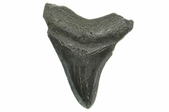 Juvenile Megalodon Tooth - South Carolina #368036